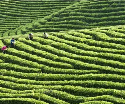 organic tea, dragon well organic green tea, west lake longjing tea