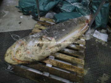 Shark Fillet