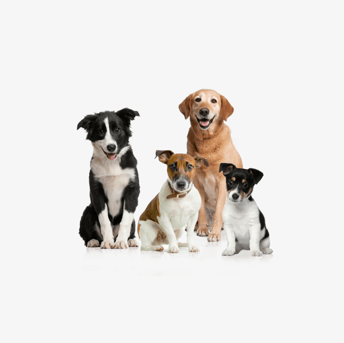 Animal Ultrasound
