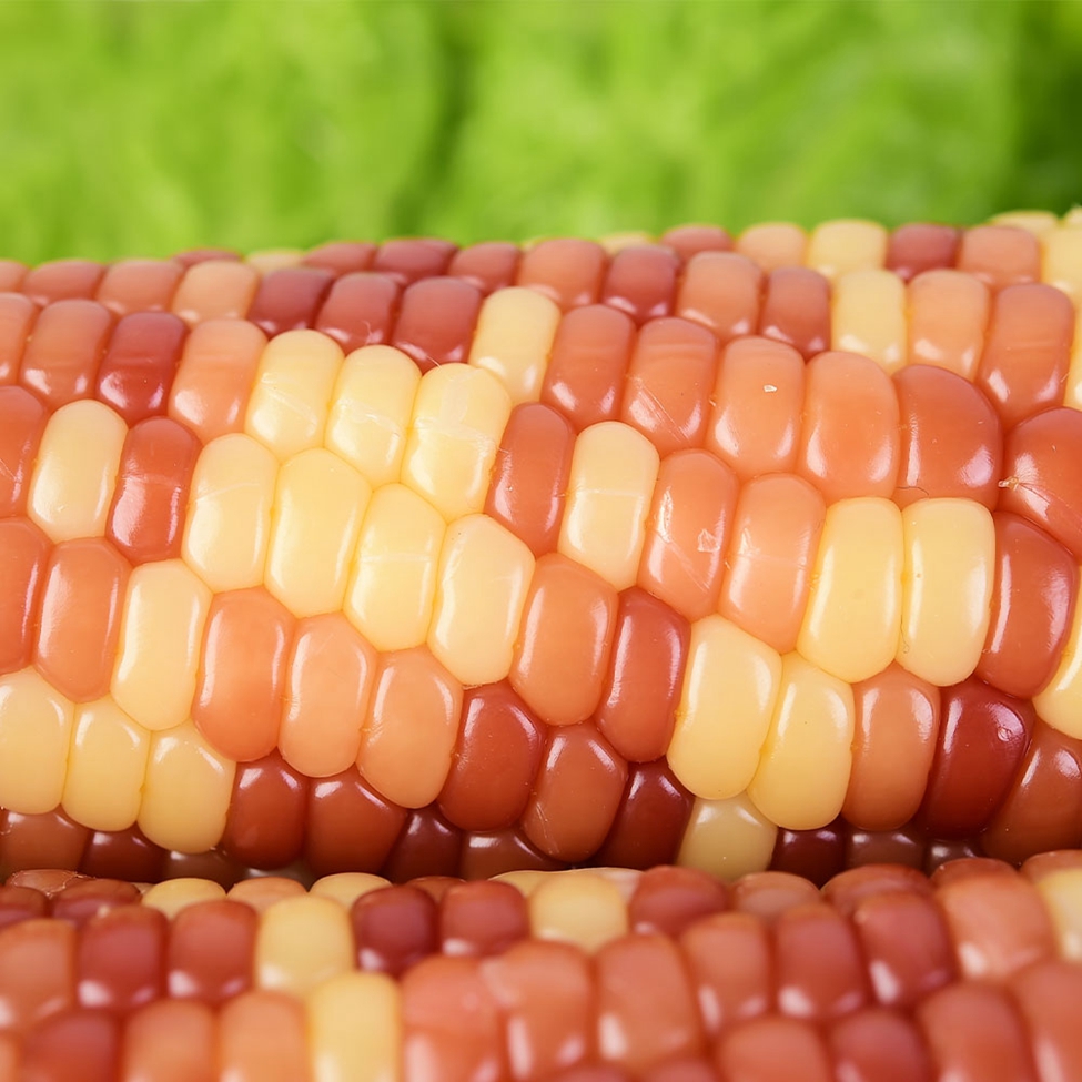  Corn Cob