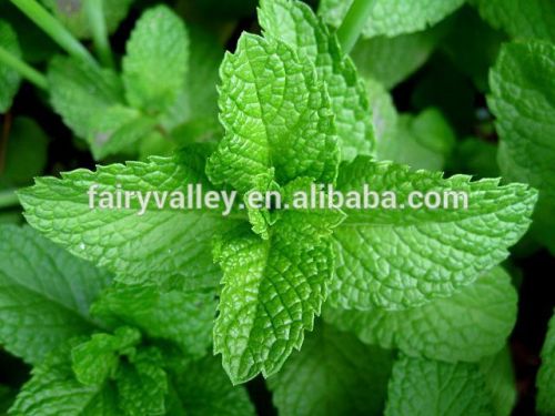 High Germination Rate Mentha spicata seeds spearmint seeds For Cultivation