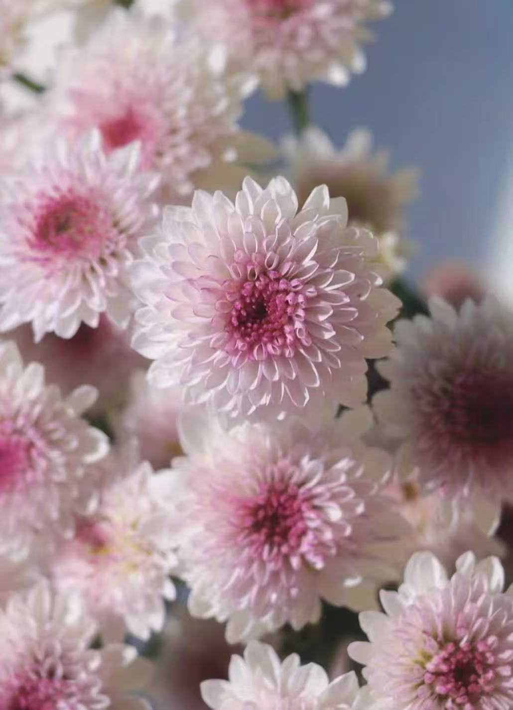 Matisse pink chrysanthemum2