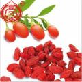 Die getrockneten roten Goji-Beeren tragen Früchte