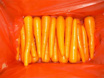Delicious fresh carrots 2019