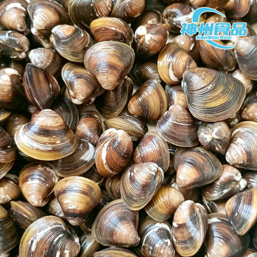 Carne di vongole vive e congelate sostenibili
