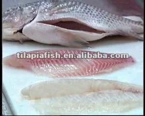 frozen gutted and scaled whole tilapia