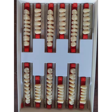 CE Two Layers Synthetic Polymer Teeth