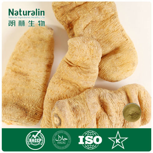 2014 Best Buy Gastrodia Root Extract 20:1