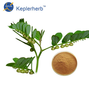 Chanca Piedra Extract powder