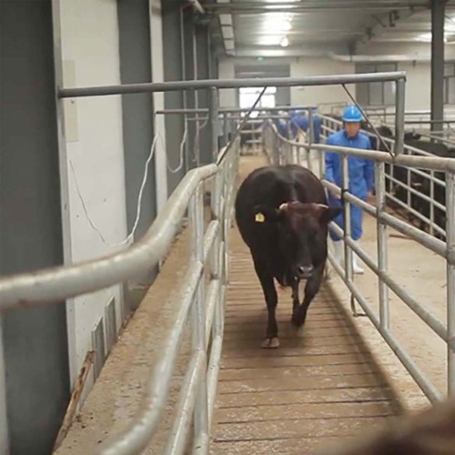 Estabulación del matadero de ganado