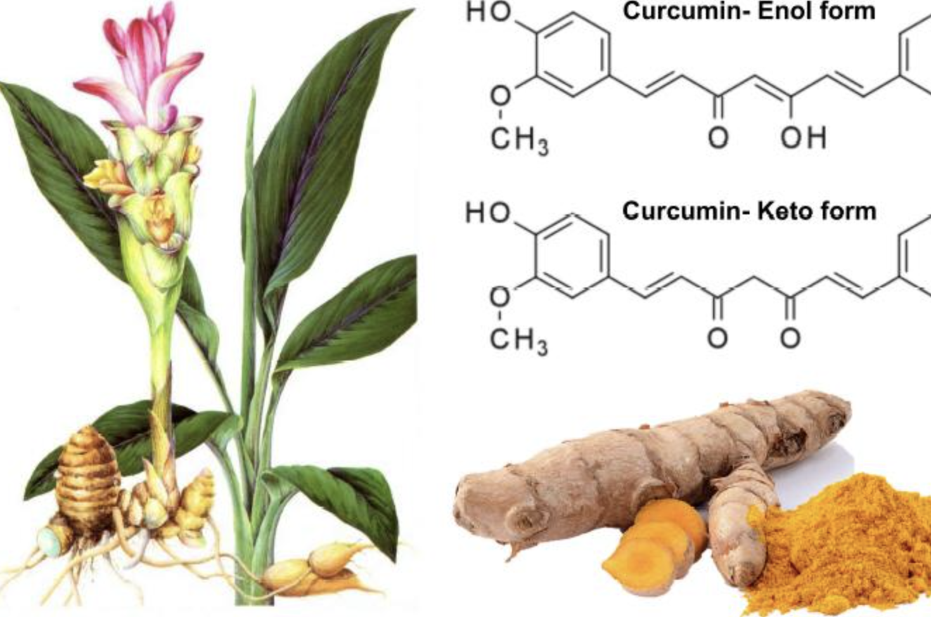 Turmeric Extract Supplier