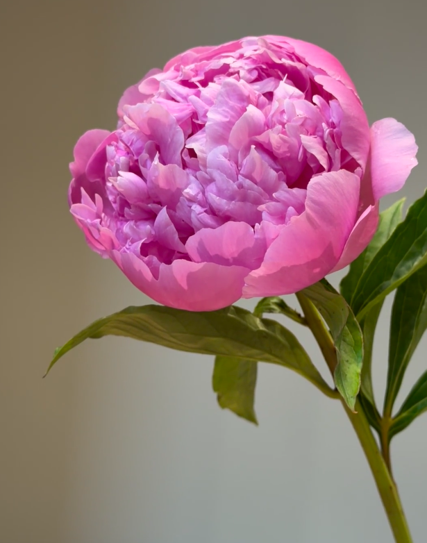 Blue Fuji Peony