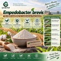مسحوق المبيدات الحشرية الميكروبية Empedobacter brevis لإدارة الآفات الزراعية
