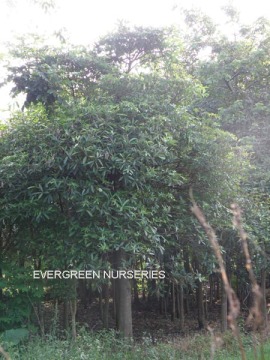 Alstonia scholaris