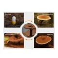 Immune System Man Energy Reishi Mushroom Coffee Powder