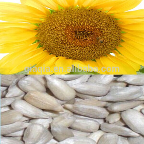 Hulled sunflower seeds for sale