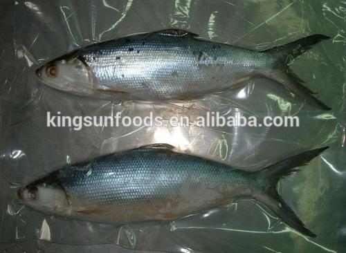 Frozen Milkfish W/R 500-800 800g up