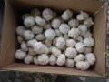 Alho branco puro de alta qualidade para venda