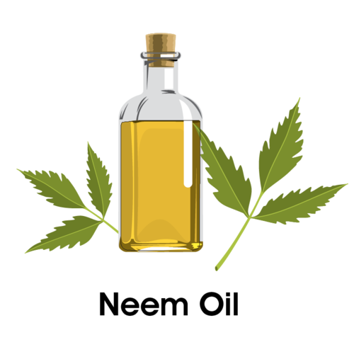 Neem seed oil for agriculture