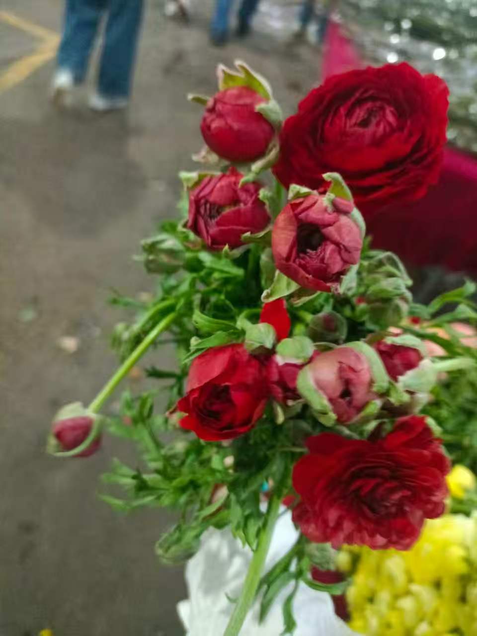 Fresh cut of red Ranunculus6