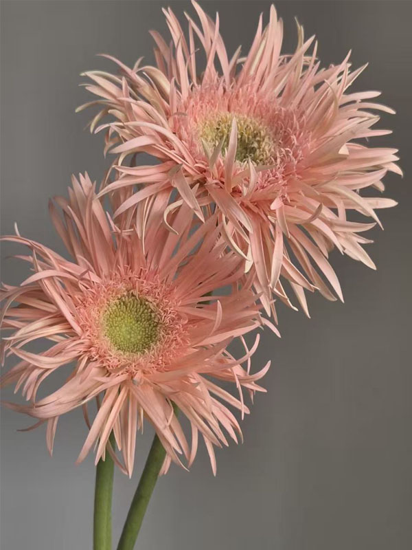 Spider Gerbera Amber1