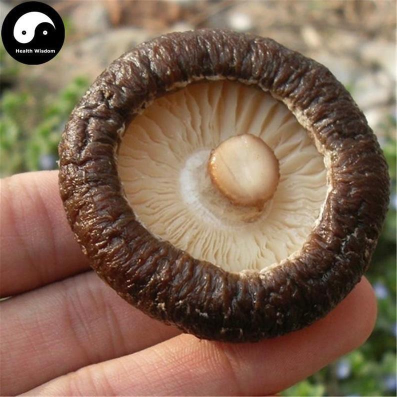Lentinan Mushroom, Chinese Shiitake Mushroom, Xiang Gu
