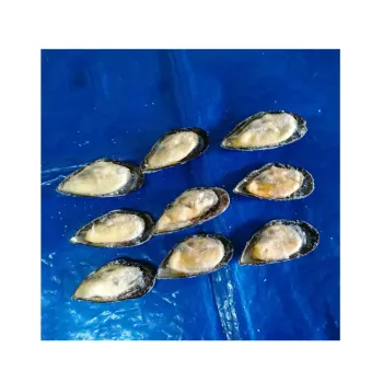 Best quality half shell mussel price with 10,15%,20%Glazing No Compensated