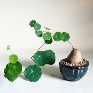 Rotundine (5)