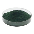 Extrato de Chlorella azul orgânico em pó