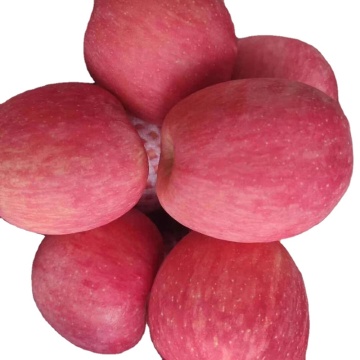 fuji apple exporter in china apple fuji fruit fresh fuji apple