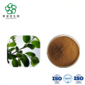 Water Soluble Persimmon Leaf Extract 10:1