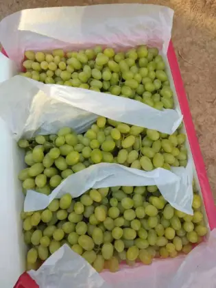Fresh Thompson seedless grape