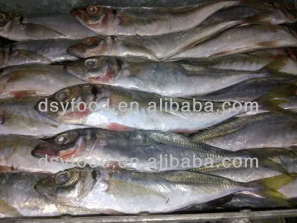 sea frozen horse mackerel