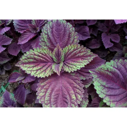 Perilla frutescens Extract