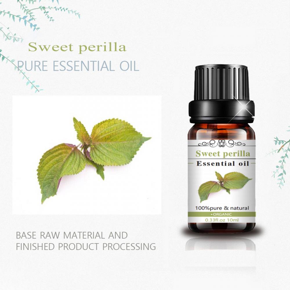 Wholesale Natural Oil Sweet Perilla Essential Oil for Massage