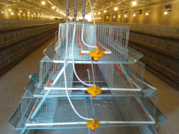 Layer Chicken House with Equipments