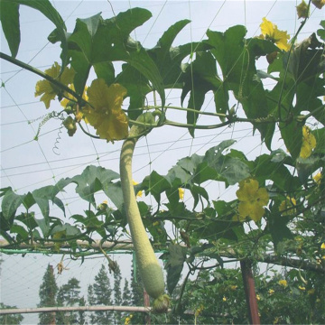 Sayur-sayuran Pertanian Plastik Trellis Netting