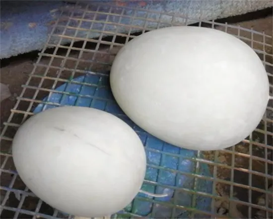 Simulation Bird Eggs Lights