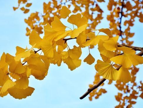 Ginkgo Biloba Ginkgo Biloba