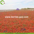 Fruit Products Buy Bulk Package Conventional Goji Berries