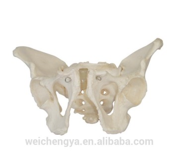 Adult Male Pelvis