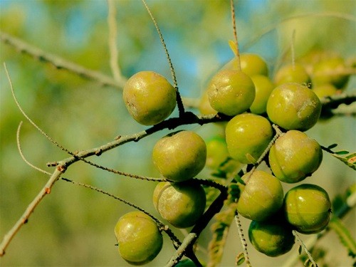 Phyllanthus emblica Extract.2