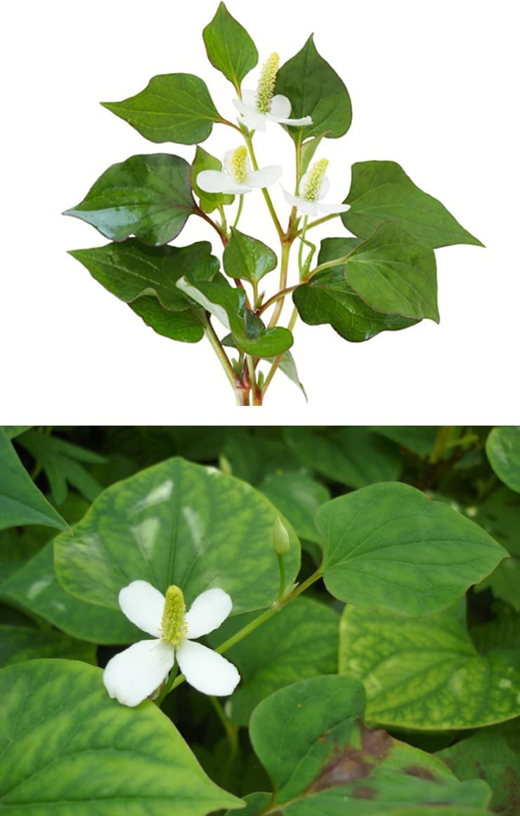 Houttuynia cordata Thunb.