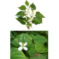 Wholesale Organic Houttuynia Cordata Extract Powder