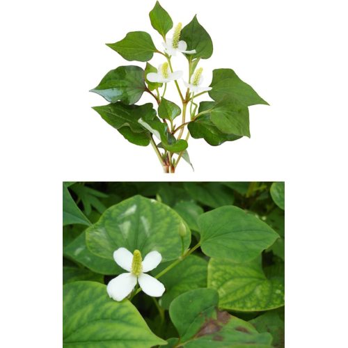 Wholesale Organic Houttuynia Cordata Extract Powder