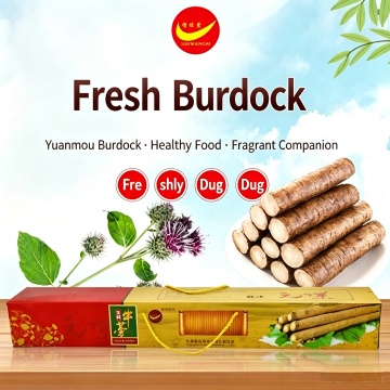 Yunnan Organiczny świeży korzeń łopianu Premium