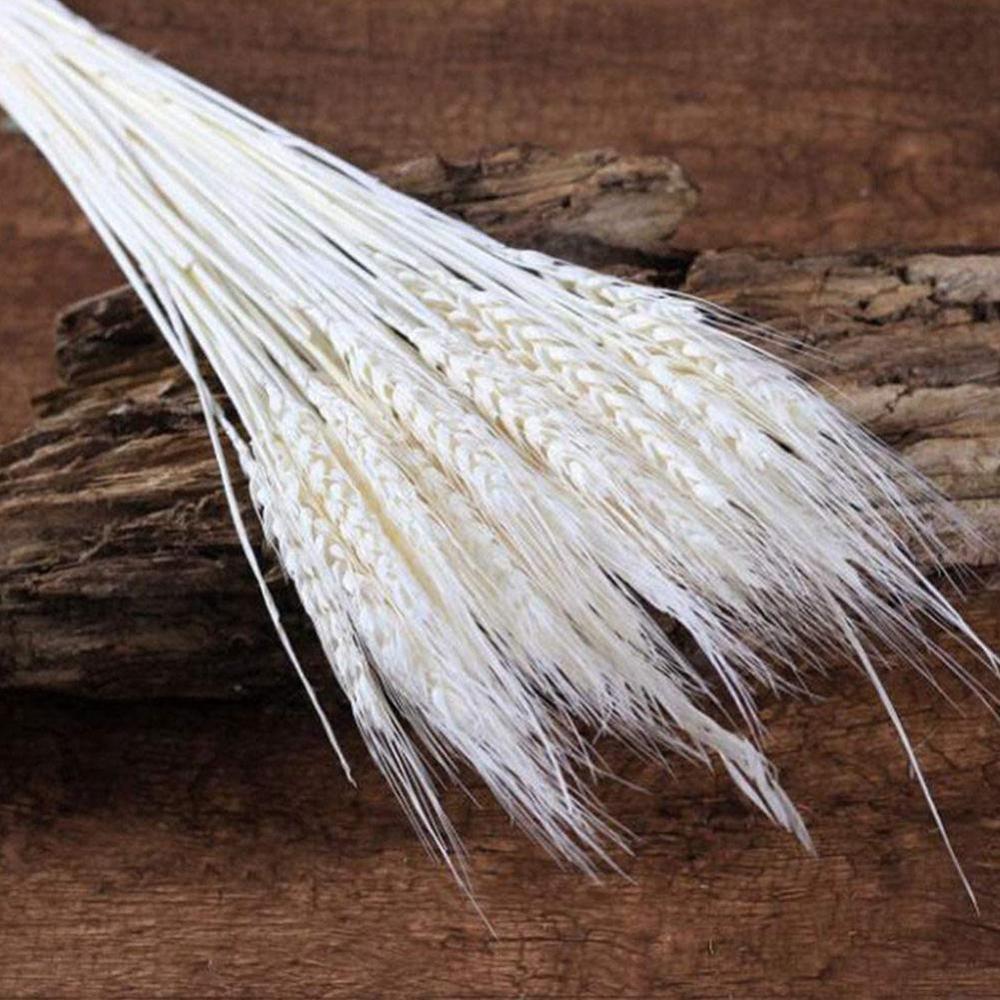 25pcs Natural Dried Flower Wheat Ears Bouquet for Wedding Party Decoration DIY Craft Home Decor Scrapbook Wheat Branch Props