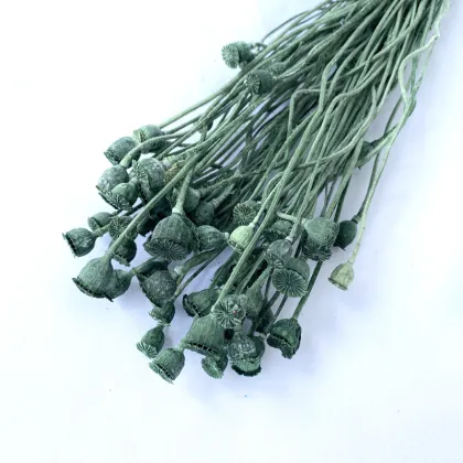 Wholesale Natural Dried Preserved Poppy Fruit for Wedding Decor