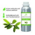 Aceite esencial de Galbanum 100% puro y natural Aceite esencial al por mayor de alta calidad Bluk para compradores globales El mejor precio