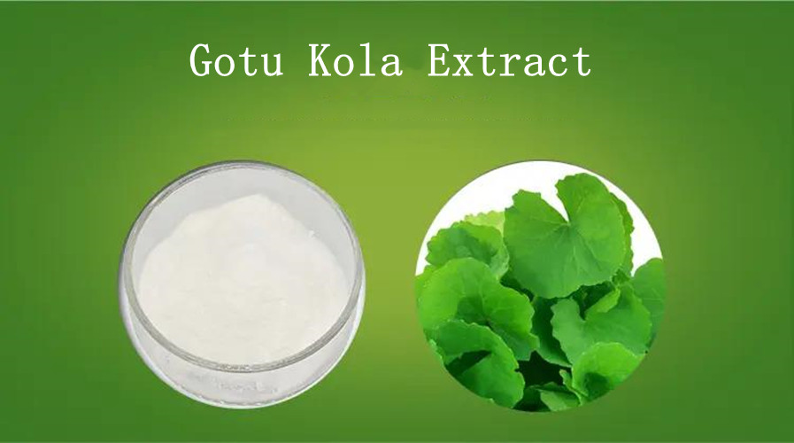 Gotu Kola Extract Powder Used For powder 10:1